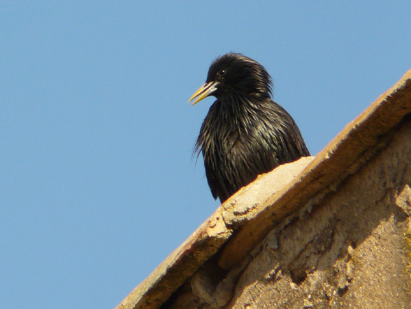 storno nero al risveglio